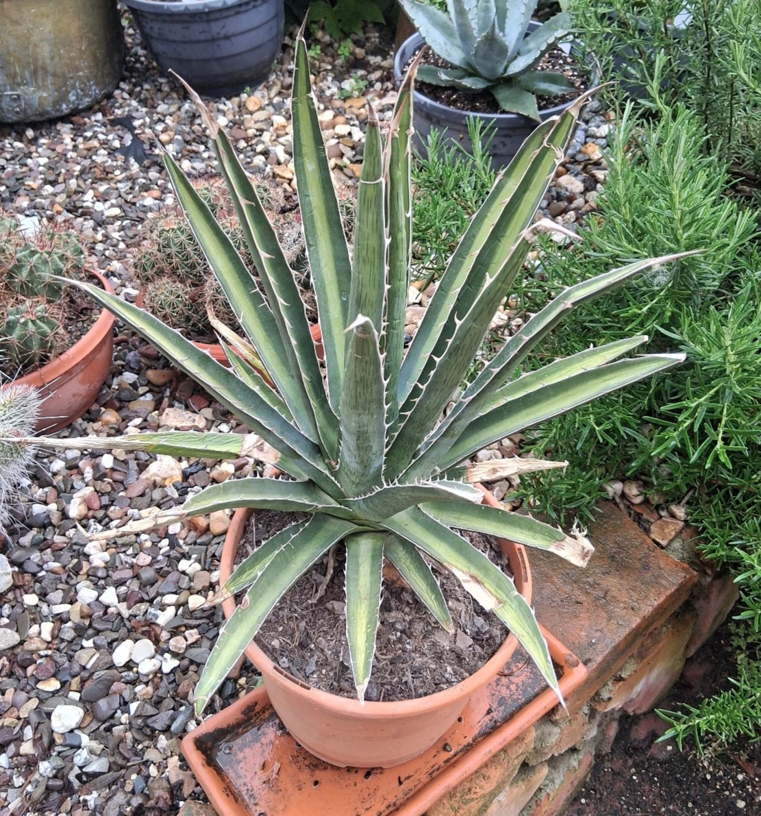 Agave Winterharte Pflanzen, Bume & Strucher fr volles Sonnenlicht  Kakteen & Sukkulenten online kaufen | eBay.de