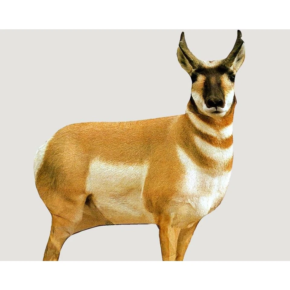Montana Decoy Co. 0003 Co Antelope Buck - Image 3 of 4