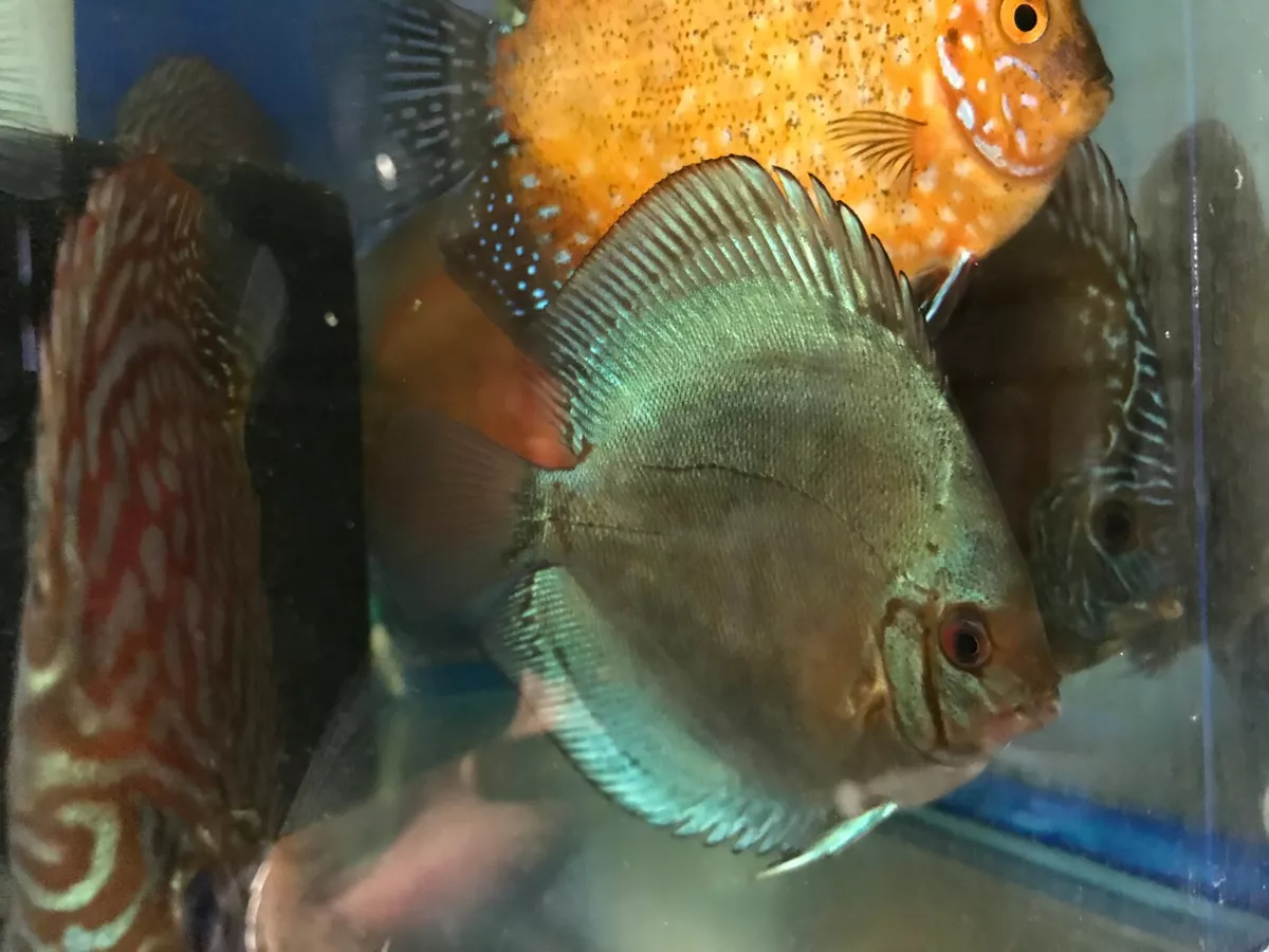 Live 2024 tropical fish