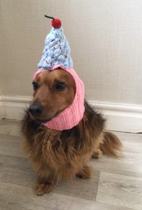 small dog birthday hat