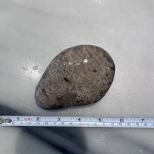 4” Long Petoskey Stone.  270+ Grams.  Lightly Polished.