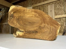 Live Edge Oak Wood Slab/Rustic/Oak End Table/Kiln Dried White Oak Cross Section