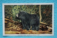 Black Bear - The Great Smoky Mountains National Park