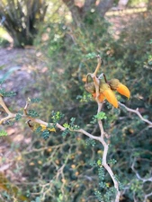 Sophora prostrata - Prostrate Kowhai - NZ Native - 50 seeds