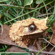 【In-StockAnimal Heavenly Body Long-nosed Horned Frog Statue Megophrys nasuta