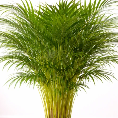 Goldfruchtpalme online kaufen | eBay.de