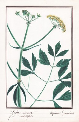 Sellerie celery Apium flower Blume botany Botanik Aquarell drawing 1830