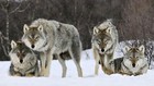 wolfpackr_47