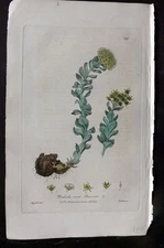 Baxter 1840 Hand Col Botanical Print. Rose Root 391