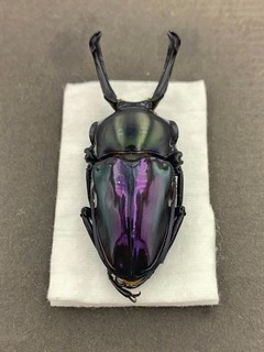 Insect Lucanidae Phalacrognathus muelleri From Australia Male 58mm Purple A1 XL