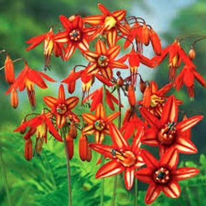 TÌNH YÊU CÂY CỎ ĐV4 - Page 75 S-l300