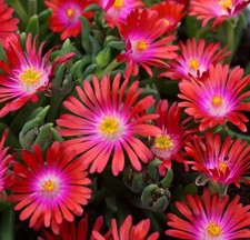 Delosperma plug plants succulent pink red flowers evergreen ice plant, pack of 3