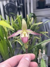 Phragmipedium Cape Gold Nugget (Eric young X Pearcei) Blooming Size Orchid