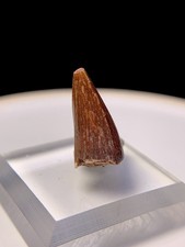 Stunning Phytosaur Dino Tooth Fossil Crocodile Dinosaur Teeth New Mexico