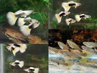 12x Halfblack Yellow guppy pack