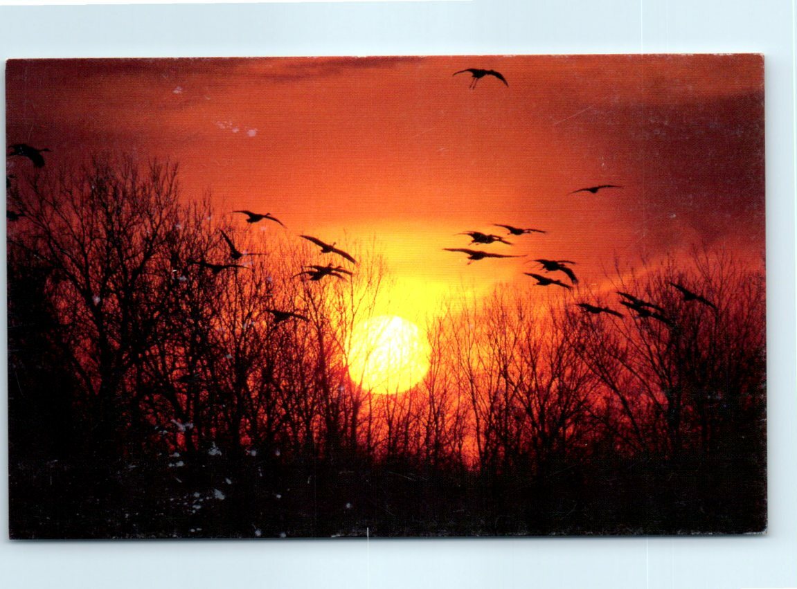 Postcard Sandhill Cranes Platte River, Nebraska Falak Tayyeb