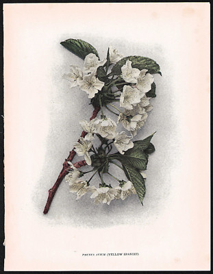 1915 Original Antique Cherry Print The Prunus Avium  Cherry Blossom