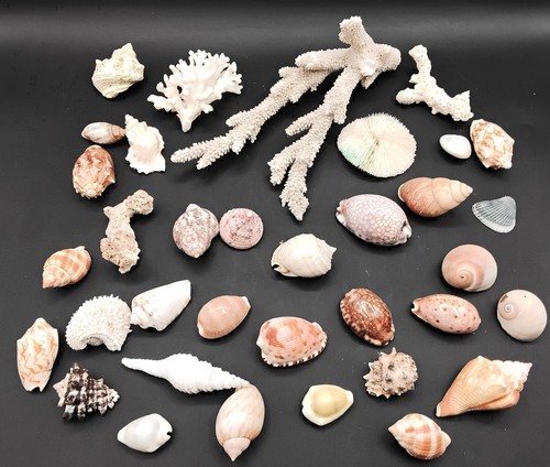 Lot of 35 SEASHELLS & CORAL - STAGHORN-MUSHROON-TIGER COWRIE-MOTTLEDTOP SNAIL +