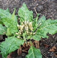 Alraune - Mandragora officinarum