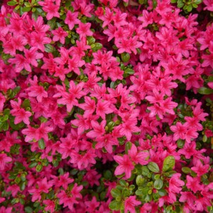Azalea Rhododendron Anne Frank 20 30cm Tall In 2l Pot Blanket Of Colours Ebay