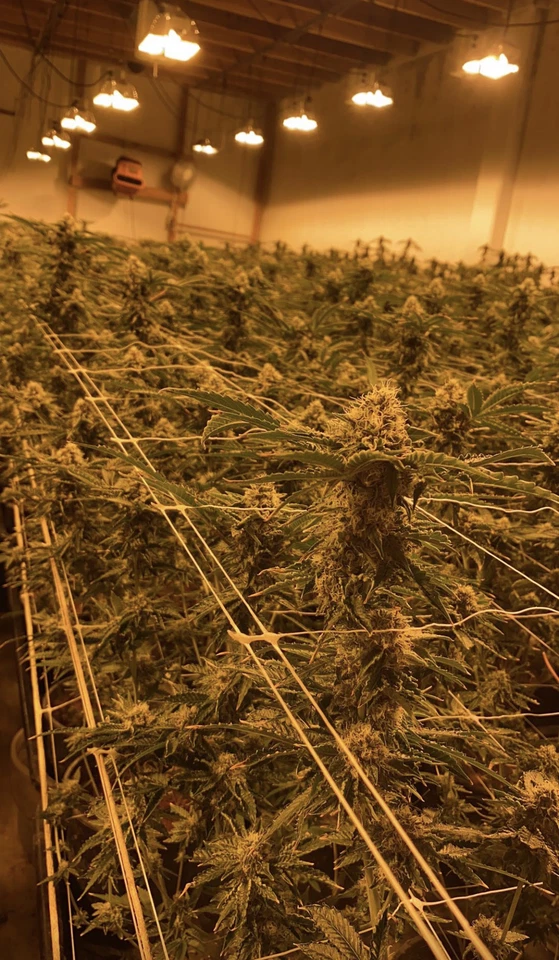 3280' x 6.5' Trellis 植物支撑网网户外绿色藤蔓保护杆 — 第 2/4 张图片