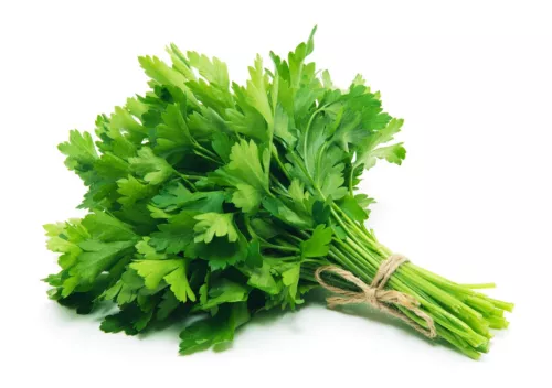 Evergreen Parsley Seeds | Heirloom | Non-GMO | Fresh Garden Seeds
