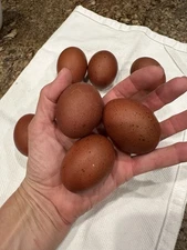 5+ Dark Chocolate Black Copper Marans Hatching Eggs Fertile Chicken Eggs
