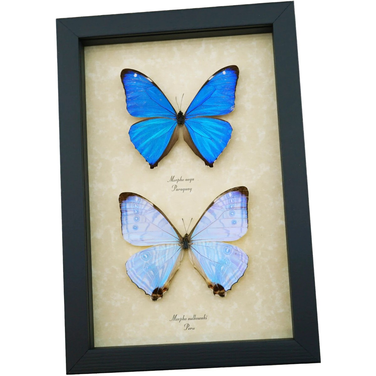 Blue butterfly☆タロット Mother of Pearl Morpho Butterfly