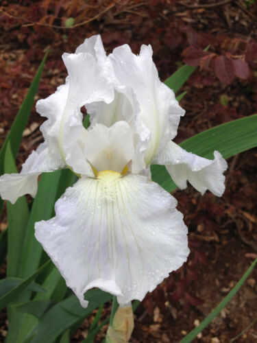 Tall Bearded Iris IMMORTALITY White perennial Plant Rhizome Reblooming - Picture 1 of 5