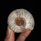 AMAZING AMMONITES!! RARE PARAPERENITES FOSSIL FROM TIMOR, INDONESIA, 50MM