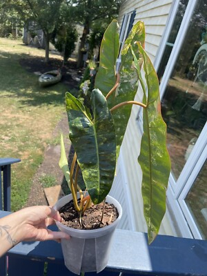 red leafed philodendron Philodendron Red Brown