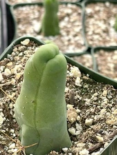 P Cactus | Rare Live Plant | Unique Rare Cactus | Hard To Find