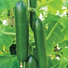100+ Ashley Long Cucumber Seeds - HEIRLOOM - NON GMO - ORGANIC -- FRESH