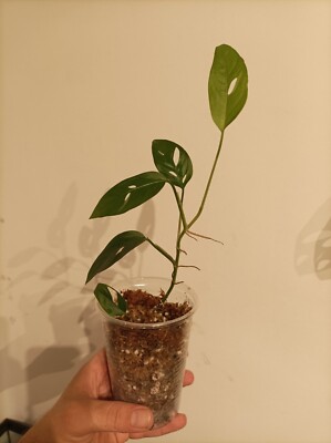Monstera Obliqua "Los Tayos" | eBay