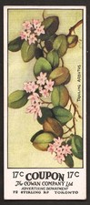 1920s Trailing Arbutus Flower Card V20 Cowans Chocolate Canada #17 Trading Card