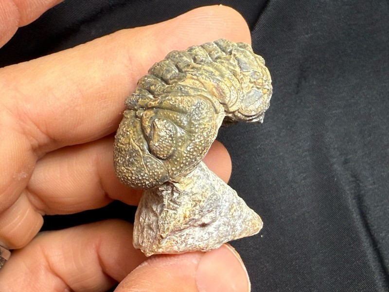 Nice Large Phacops Barrandeops Trilobite With Horn Coral Fossil Devonian