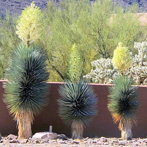 10 BLUE YUCCA TREE SEEDS (Yucca rigida) Exotic 
