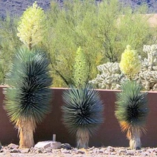 10 BLUE YUCCA TREE SEEDS (Yucca  rigida) Exotic "RARE" Agave Cold Hardy~Zone 5