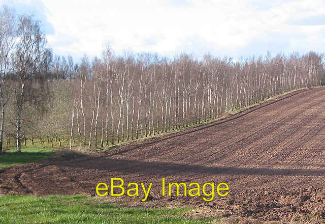FILA Photo 6x4 Row of birches Glewstone Possibly a windbreak separating the o c2008
