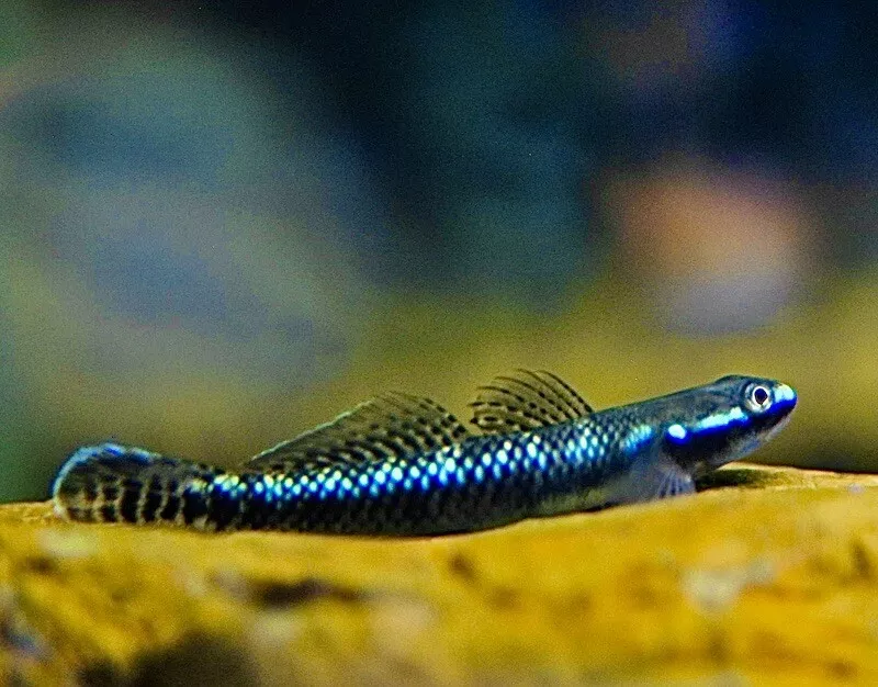 Freshwater goby hotsell fish for sale