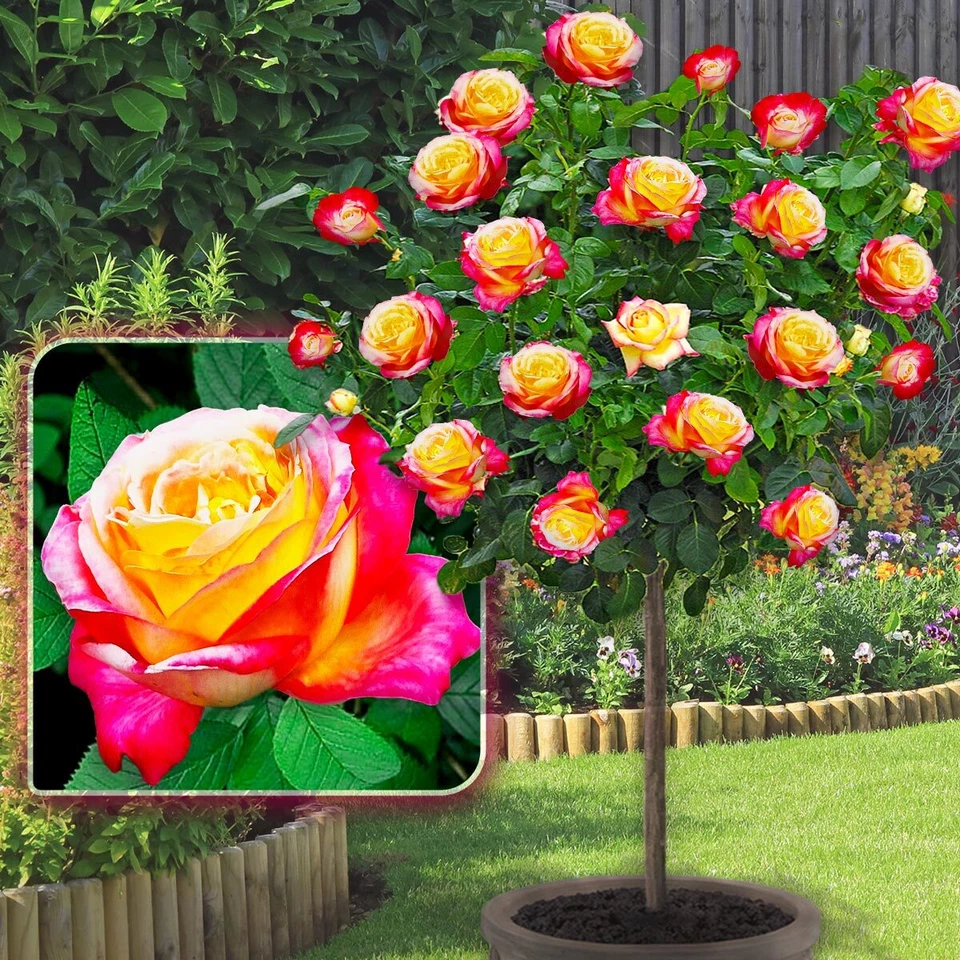 Rosier sur tige - 120 cm de hauteur - Convient en pot -  Terrasse, balcon... - Photo 2/4