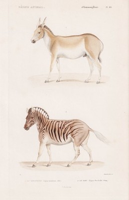 Zebra Equus quagga Halbesel Esel Dschiggetai engraving Stahlstich Cuvier 1849