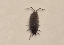 Porcellionides pruinosus  Powder Blue  Isopods   Field Collected   Bioactive