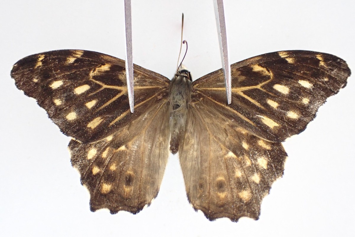 N18338. Unmounted butterflies: Lethe sp. North Vietnam. Yen Bai | eBay