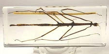 4.3" Real Stick Insect Bug in Crystal Clear Resin Science Education Specimen