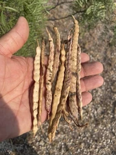 10 Honey Mesquite Seed Pods ( Prosopis glandulosa) Drought Tolerant Legume 2025
