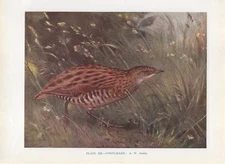 Corncrake- 1948 Beautiful Colour Vintage Bird Print by A.W.Seaby
