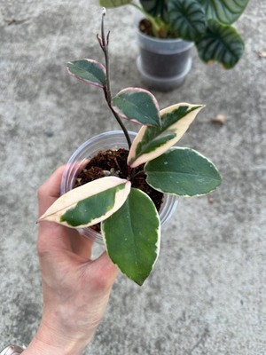 Hoya Carnosa 'Flamingo Dream' - Exact Plant in 3.5” Pot | eBay
