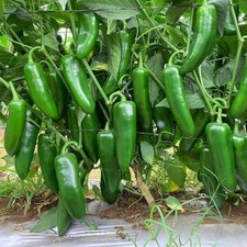 25 seeds Unicron Jumbo Jalapeno hot pepper garden planting spicy food