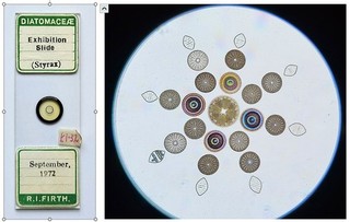 R.I. Firth vintage microscope slide. Exhibition Slide arranged diatoms 1972